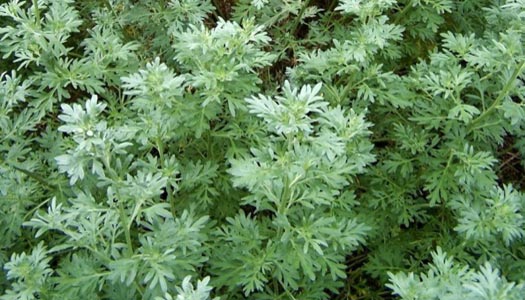  كمادات الدمسيسة تعالج آلام المعدة الشديدة والإسهال المصحوب بمغص	 Artemisia-absinthium
