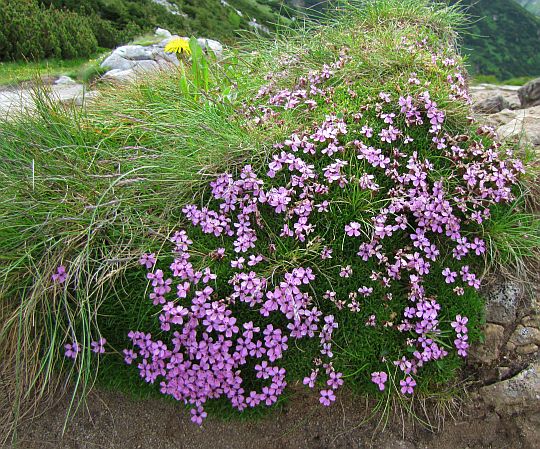 Lepnica bezłodygowa (Silene acaulis Jacq.).