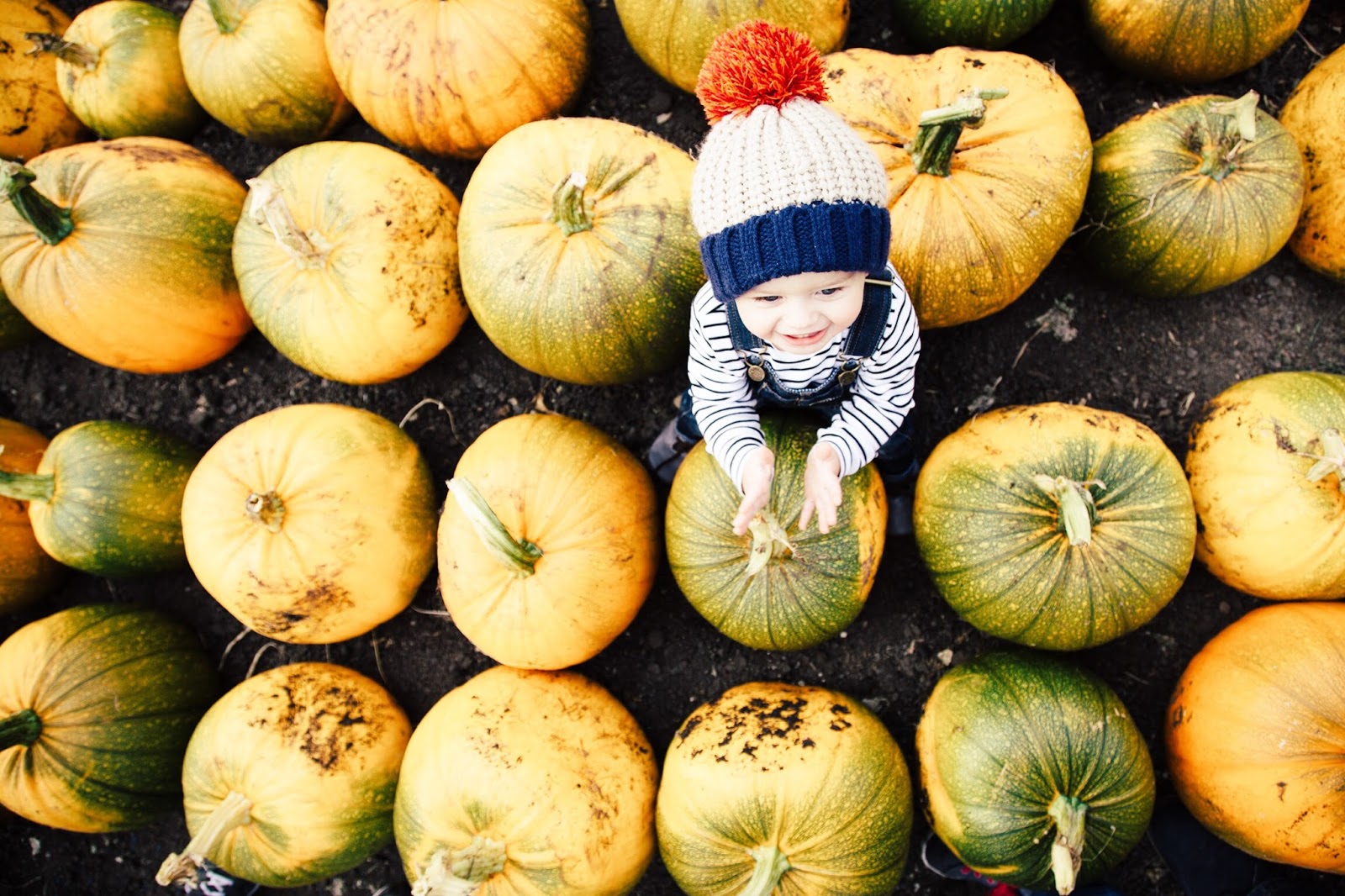 Hugo & The Giant Pumpkin Sally Fazeli