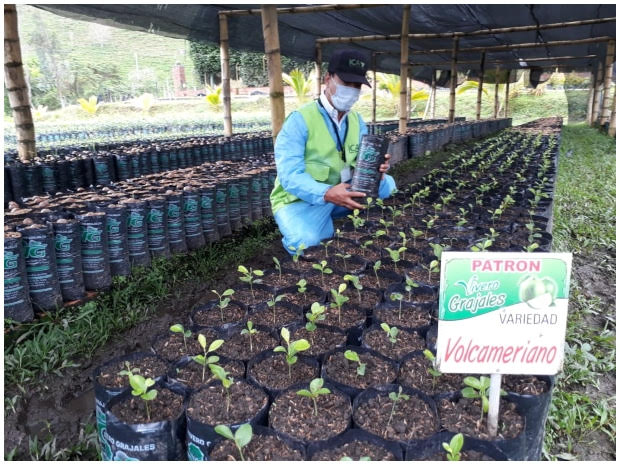 Fuerte, pujante y de alta condición fitosanitaria, así es la citricultura en Boyacá