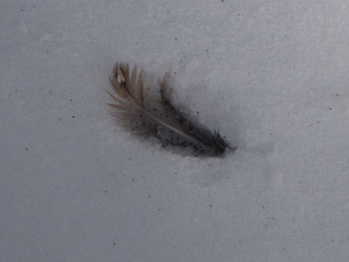 grouse breast feathers