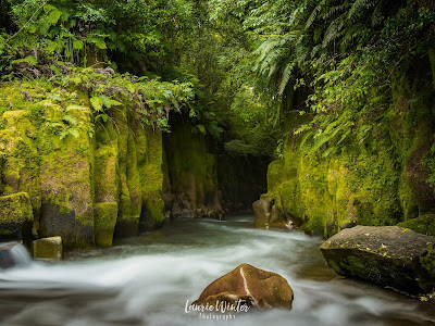 The entrance to the Te Whaiti-Nui-A-Toi Canyon in Whirinaki near Rotorua Te Whaiti-Nui-A-Toi Canyon, New Zealand, NZ, Rotorua, Whirinaki, Canyon, Whirinaki Conservation Park