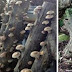Plant Once, Harvest Again, and Again, and Again!...How To Grow Shiitake Mushrooms Like a Boss!