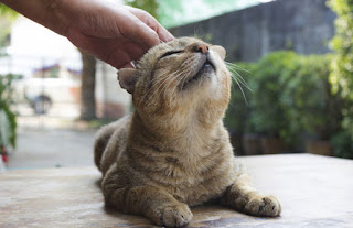 Affection to Your cat