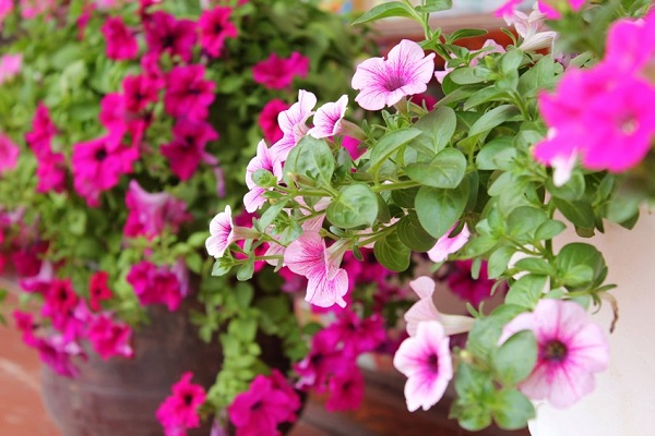 Hoa dạ yến thảo 2