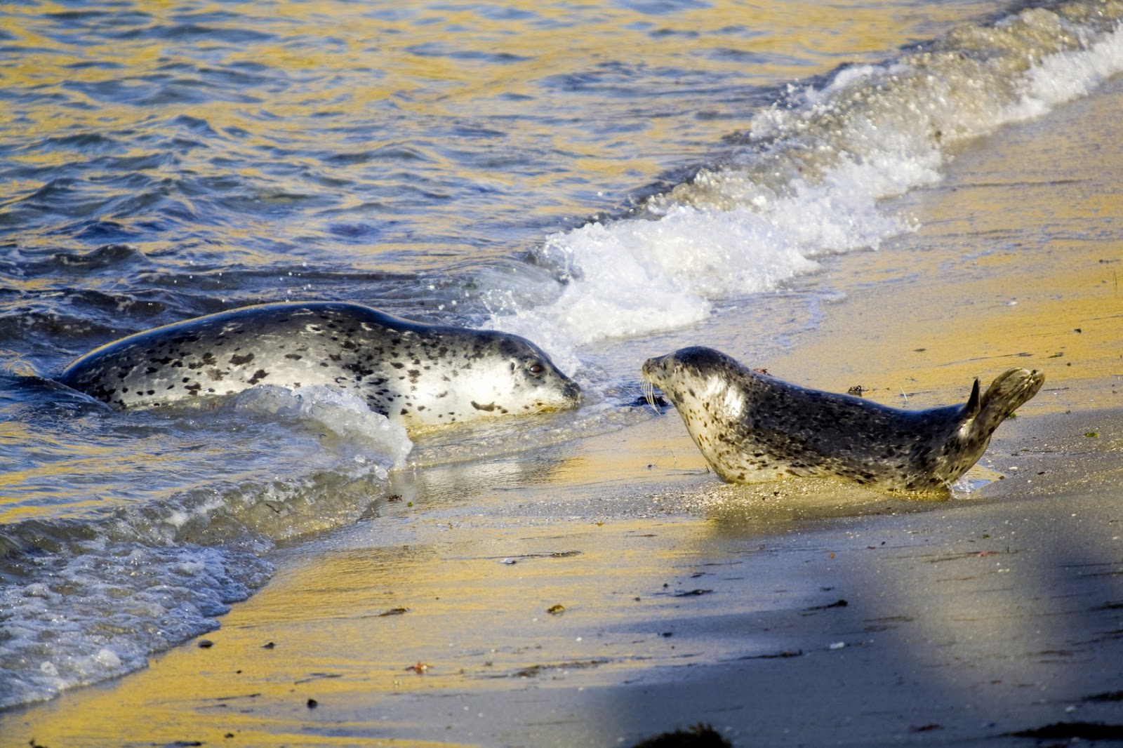 Pediatric Weekend Events for Kids on Long Island