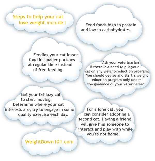 How To Make Cat Lose Weight in 5 Steps! Weight Down