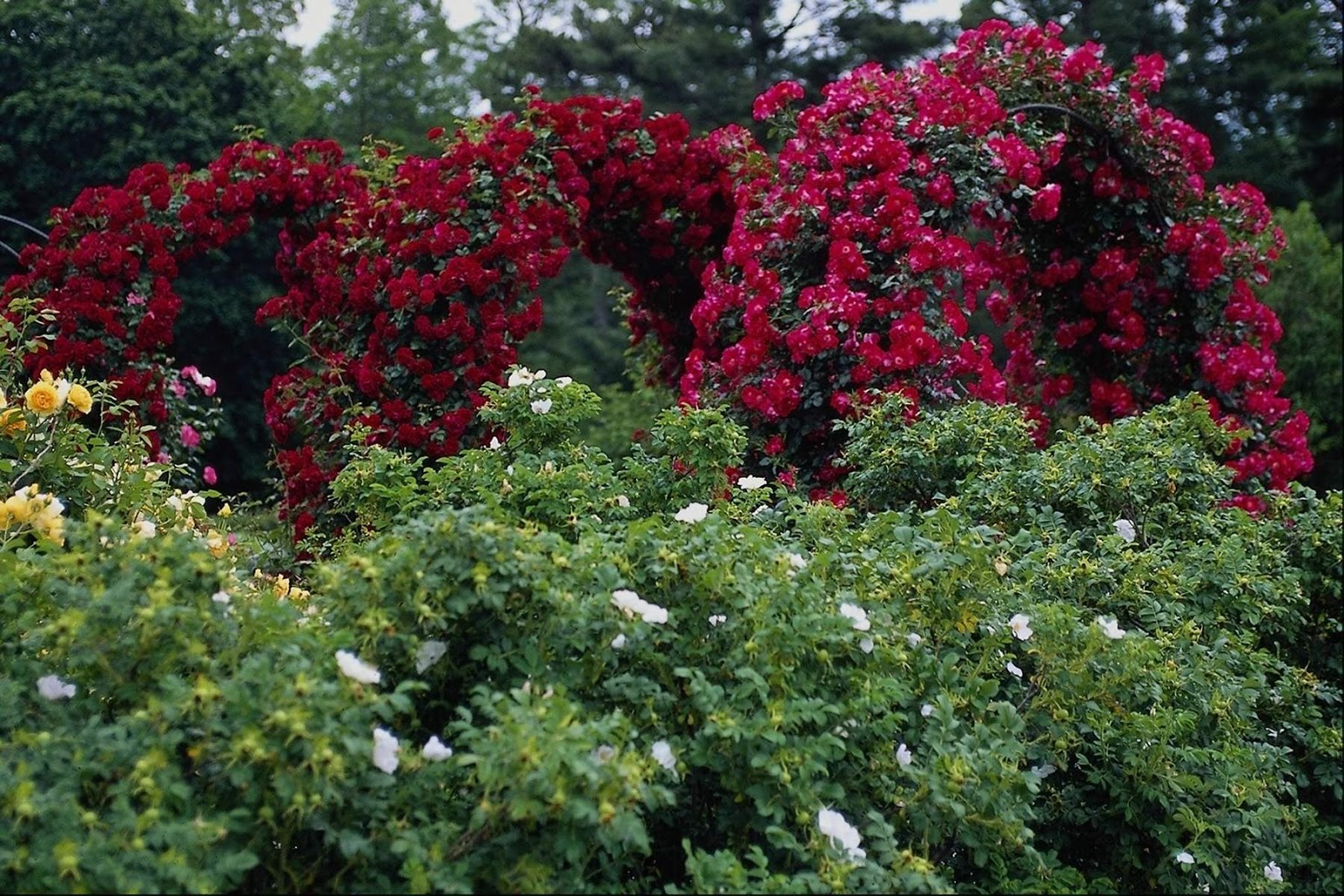 Rose Flower Garden - Flower HD Wallpapers, Images, PIctures, Tattoos ...
