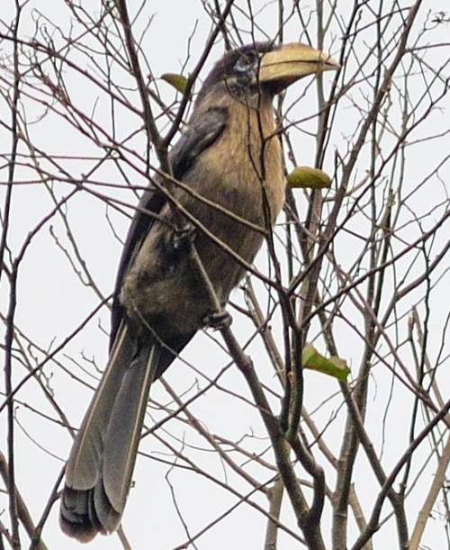 Indian birds - Image of Austen's brown hornbill - Anorrhinus austeni