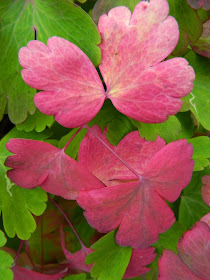 Fall columbine leaves by garden muses-not another Toronto gardening blog