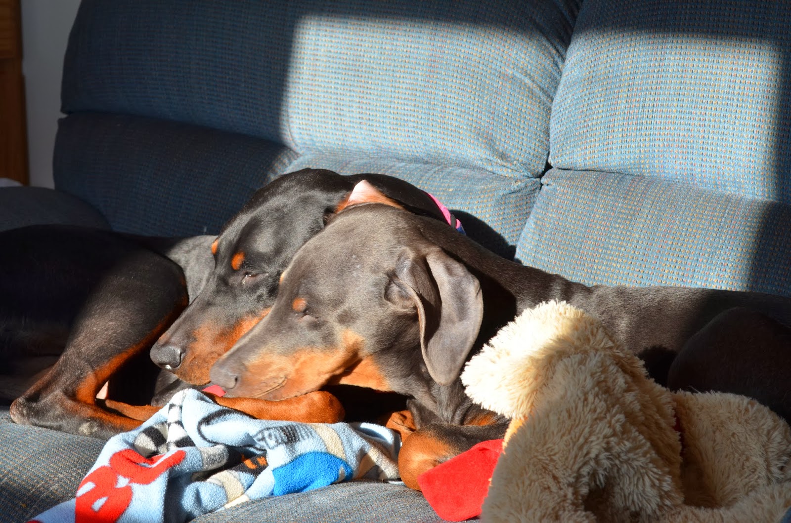 Misty Blue snuggles with Teddy & Duchess Photo by Trisha Field