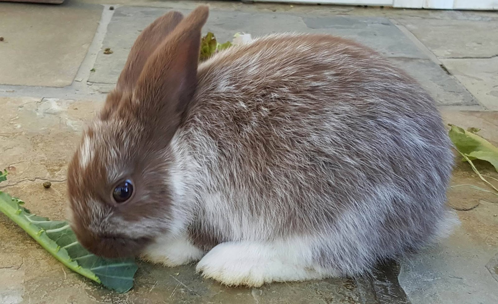Rabbit Rescue Sanctuary BABY RABBITS FOR ADOPTION IN TWEED HEADS