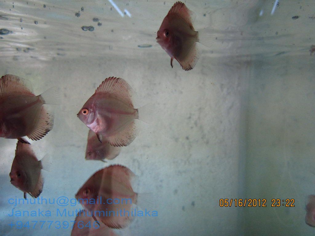 Discus Fish Breeder Sri Lanka Red Discus babys