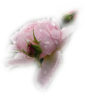 www_flatcast_biz_png_cicekler_%2B%252840%2529.png