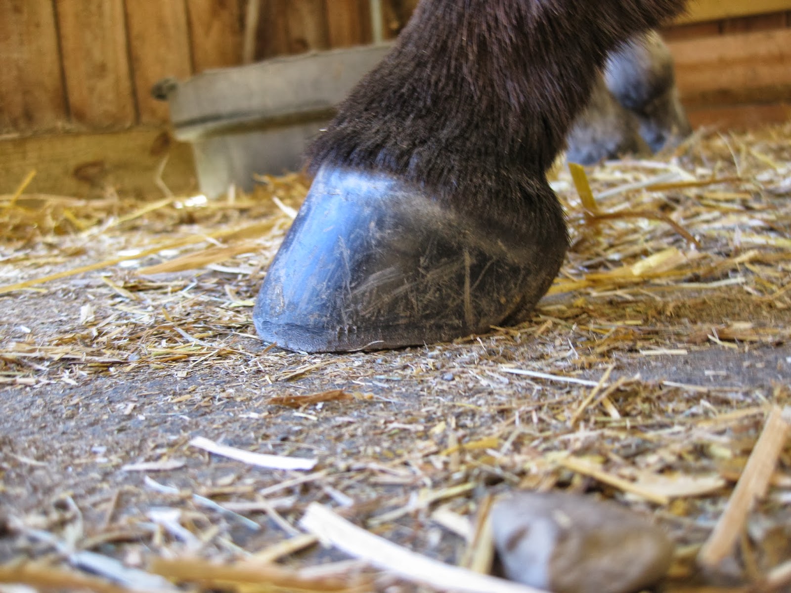 The Dancing Donkey Donkey Feet Ramsey