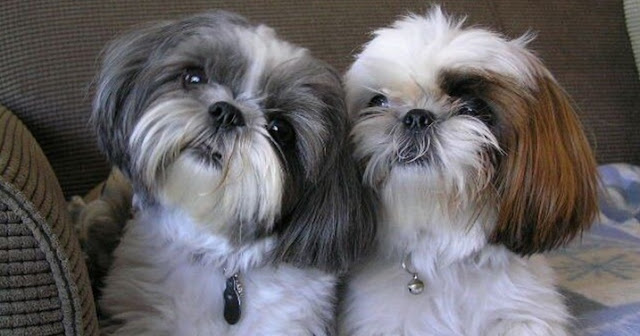 5 maneiras de dizer o seu Shih Tzu que Você o ama em sua própria língua
