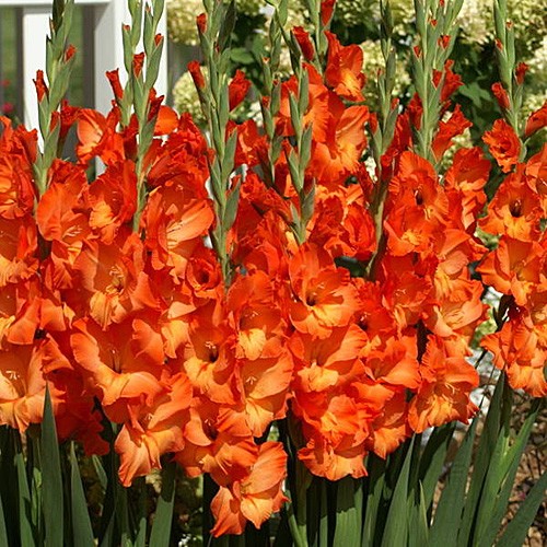 Gladíolo (gladiolus sp) - Klima Naturali™