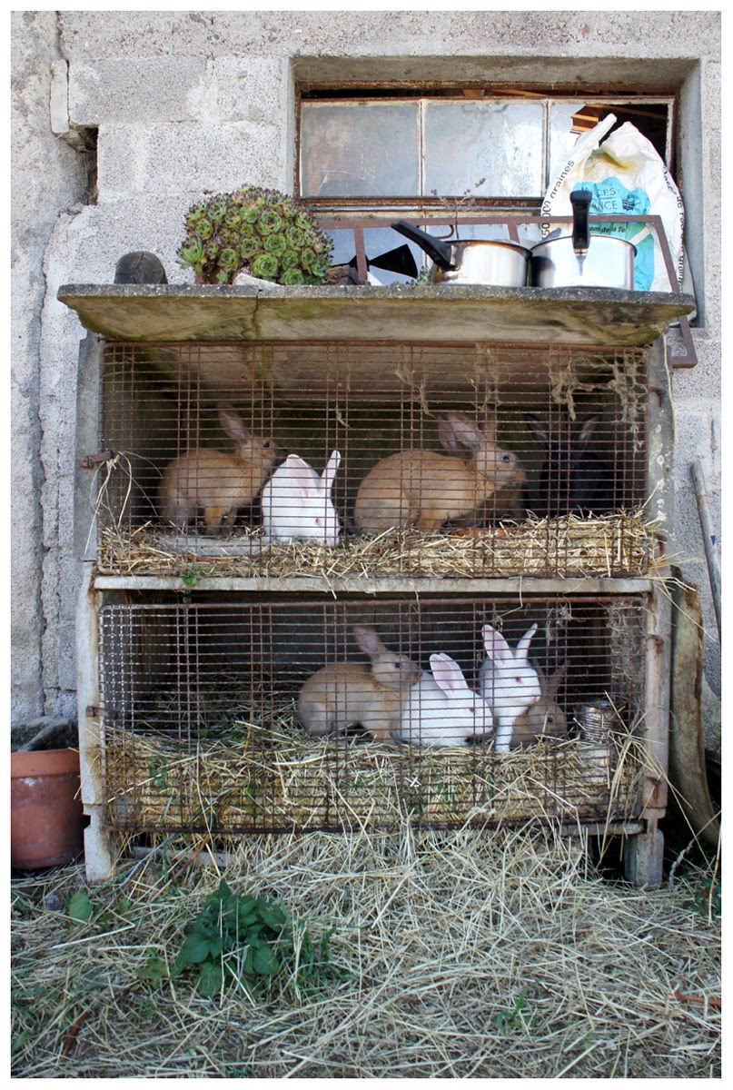 CERGIPONTIN Les Petits Thons 88 Un Clapier Rabbit Hutch cergipontin-les-petits-thons-88-un-clapier-rabbit-hutch