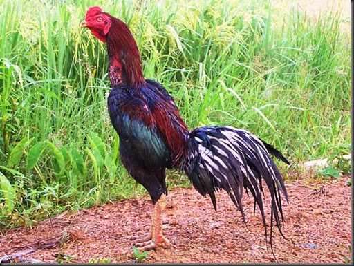 Tips Memelihara Ayam Bangkok Aduan di Musim Panas | Si Ghe