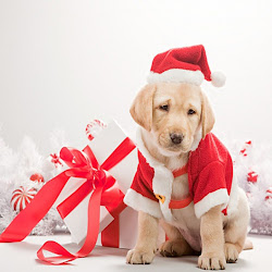 ipad christmas dogs mini wallpapers hd suitable them very