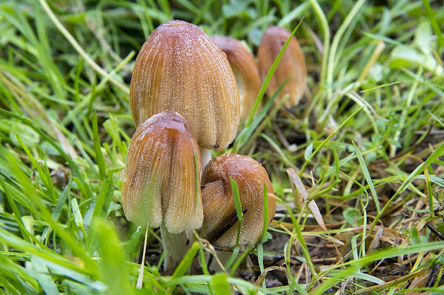 Coprinellus micaceus