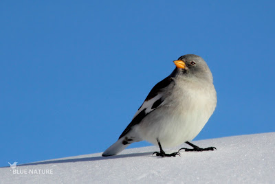 Gorrión alpino (Montifringilia nivalis). De plumaje más vistoso que el resto de sus primos.