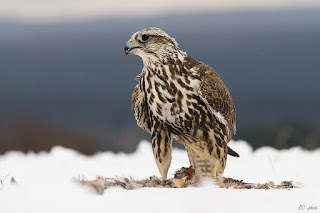 Ulu doğan (Falco cherrug)