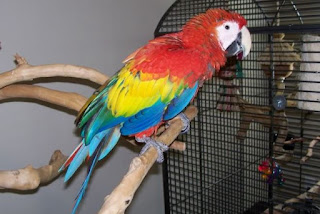 Harga Burung Makaw Terbaru Paling Mahal Rp 400 Juta Pasaran Burung Kicau 