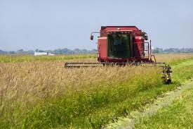 World rices: Cultivating wild rice in U.S.A and Canada