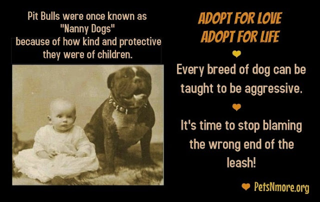 an analysis of pit problems in dogs Clairoux cried out, as all three dogs descended on his wife pit bulls seem to have a high tolerance for pain, making it possible for them to. an analysis of pit problems in dogs Clairoux cried out, as all three dogs descended on his wife pit bulls seem to have a high tolerance for pain, making it possible for them to.