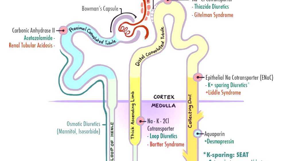 Loop diuretic