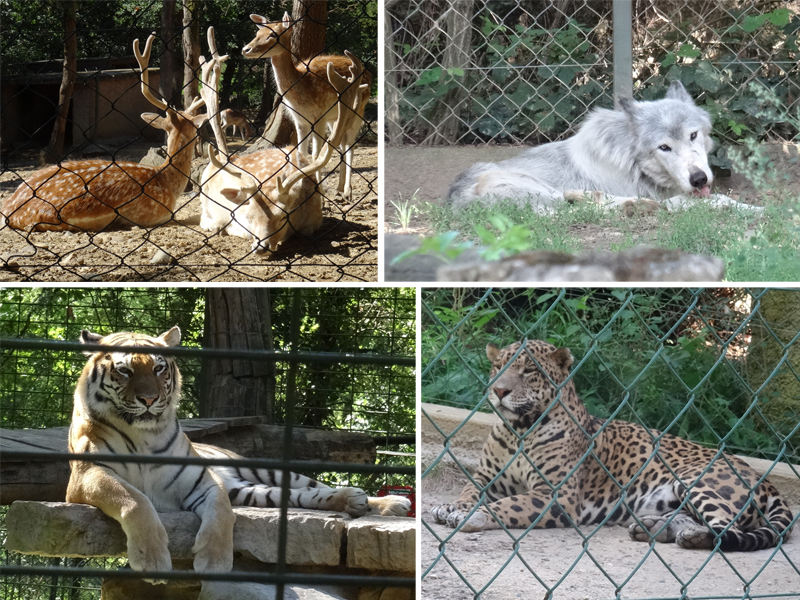 Les Mercredis de Julie Parc Zoologique African Safari Plaisance du