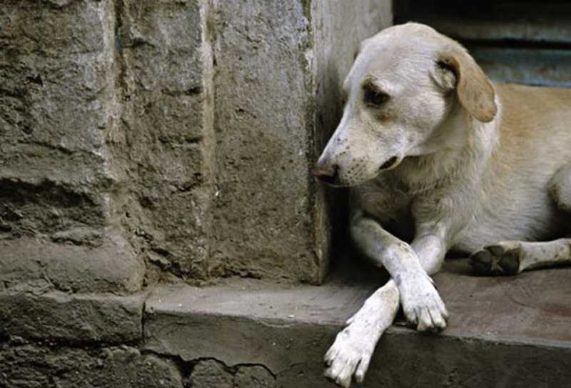 Justiça autoriza a invasão domiciliar para resgate de animais sob maus-tratos