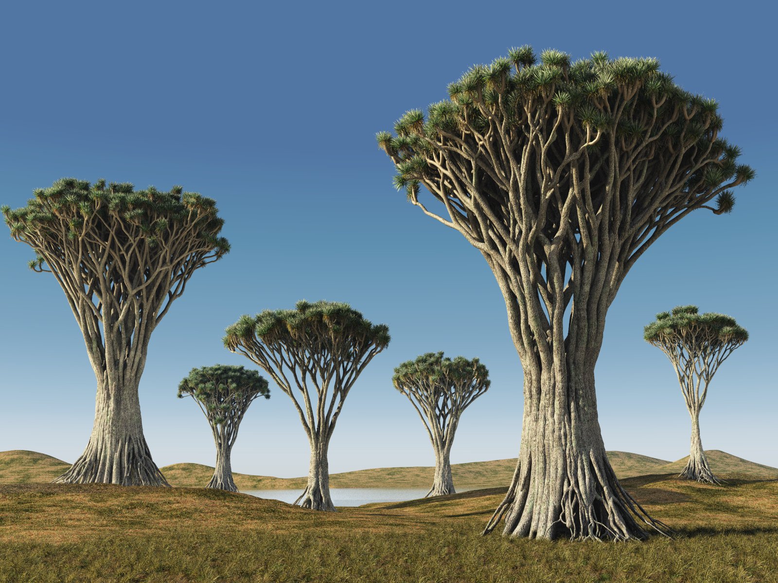 Dracaena Cinnabari | Earth Blog