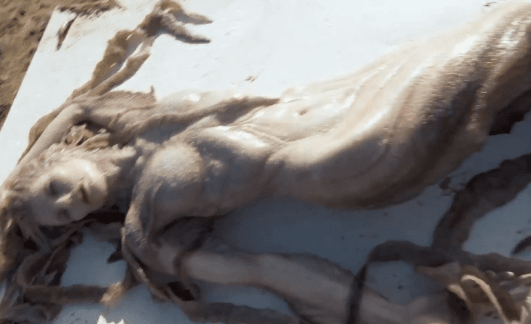 Real-life Mermaid