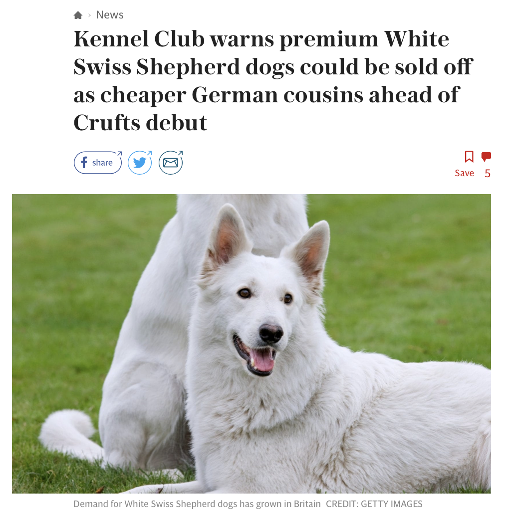 are there white german shepherd dogs