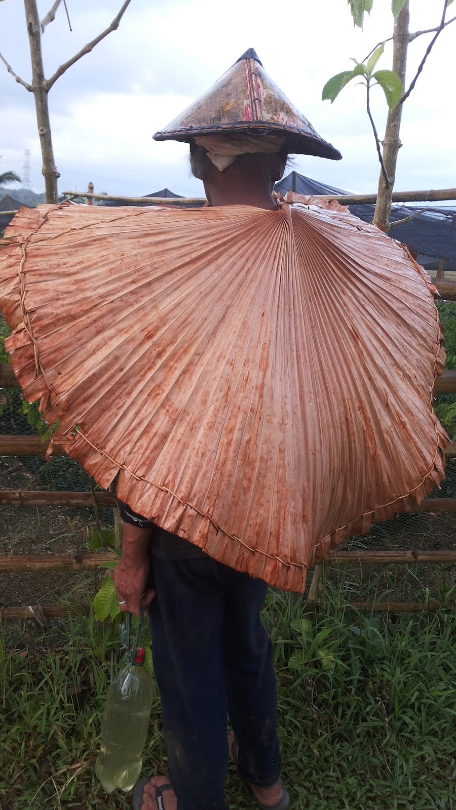 OUR PHILIPPINE TREES The Natural Raincoat