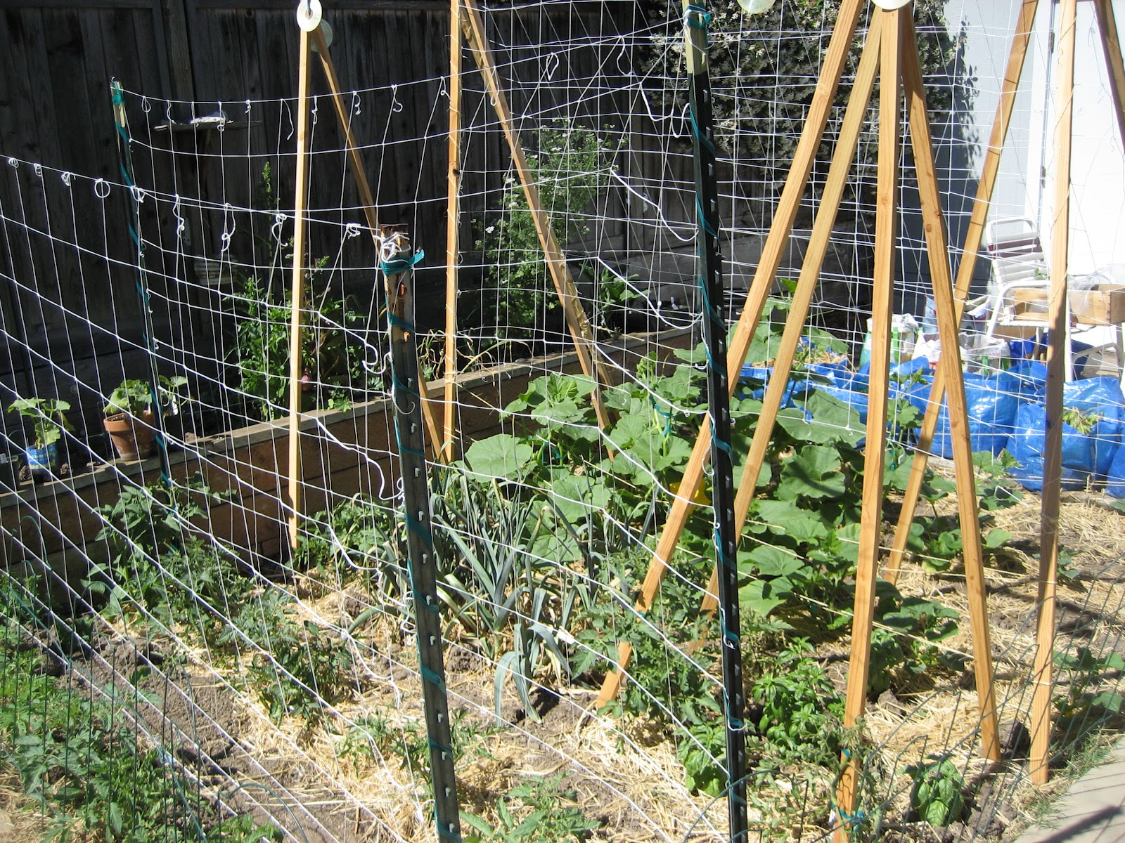 Backyard Farming Growing Winter Squash Vertically