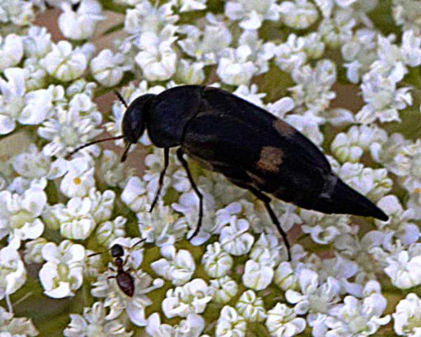 FotoNaturaHuesca ESCARABAJO Tomoxia bucephala Achille Costa, 1854