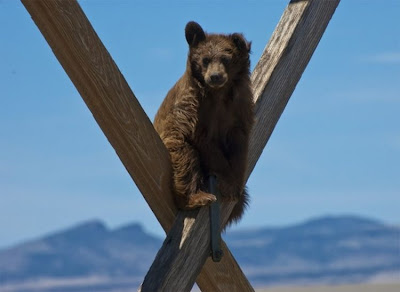 Funny extreme climbing bear, bear climbing, funny bear, funny animal