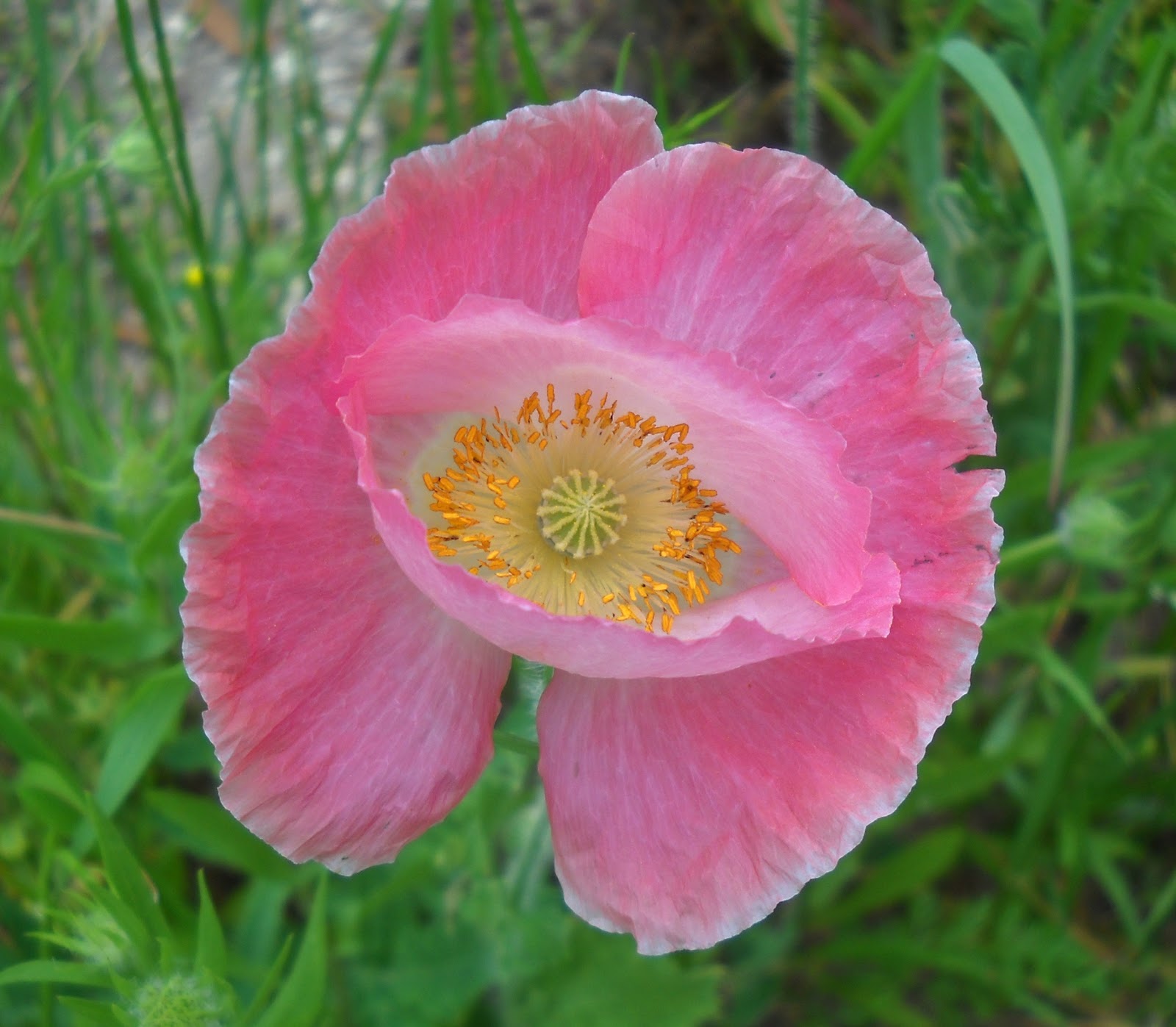 White Rock Lake, Dallas, Texas Absolutely Awesome Wildflowers Continue