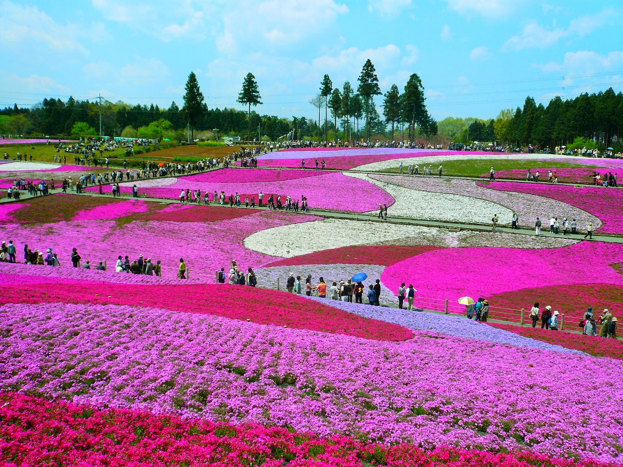 Most beautiful and best flower fields in the world Part 1 Photos
