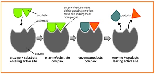 Soal Enzim Update Infoo Budayakan Membaca Agar Kenali Fakta