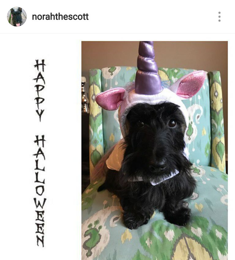 Scottie Mom 15 Scottish Terriers Rocking Costumes
