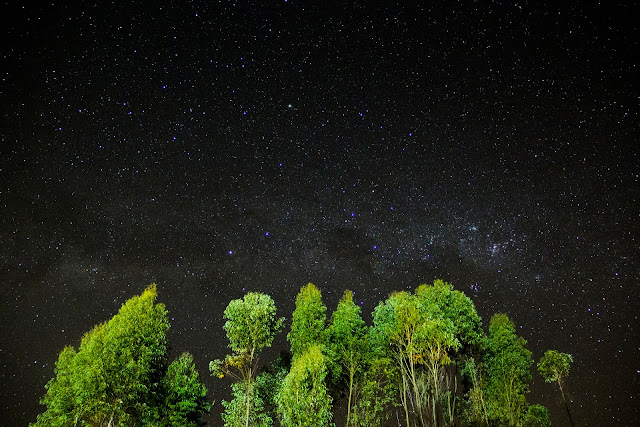 Beautiful Trees Starry Stars in the Sky Hd Wallpaper Beautiful Trees Starry Stars in the Sky Hd Wallpaper