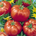 When Should You Sow Tomato Seeds?