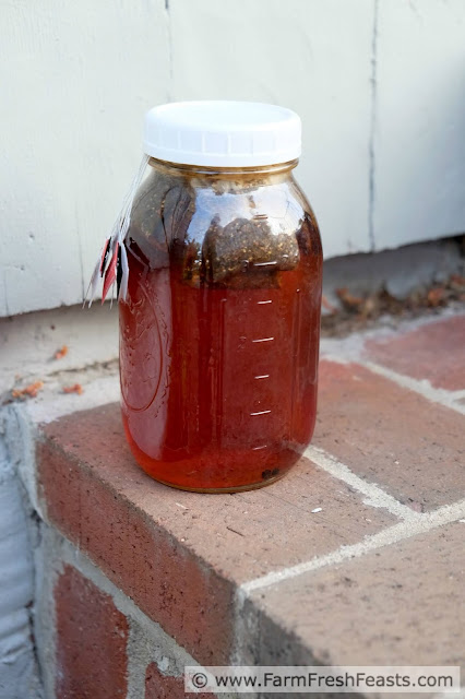 image of Sun Chai tea steeping in a half gallon canning jar