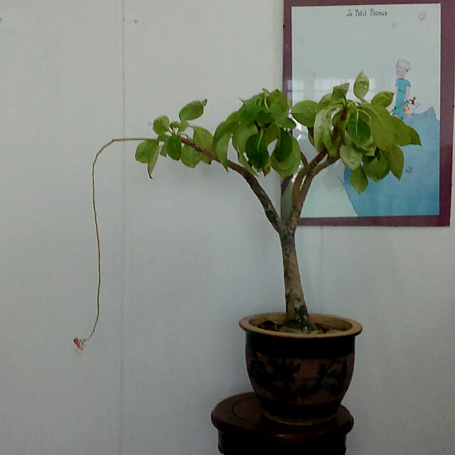 Belly Up Rare Botanicals Impatiens mirabilis rare gouty balsam _ 25