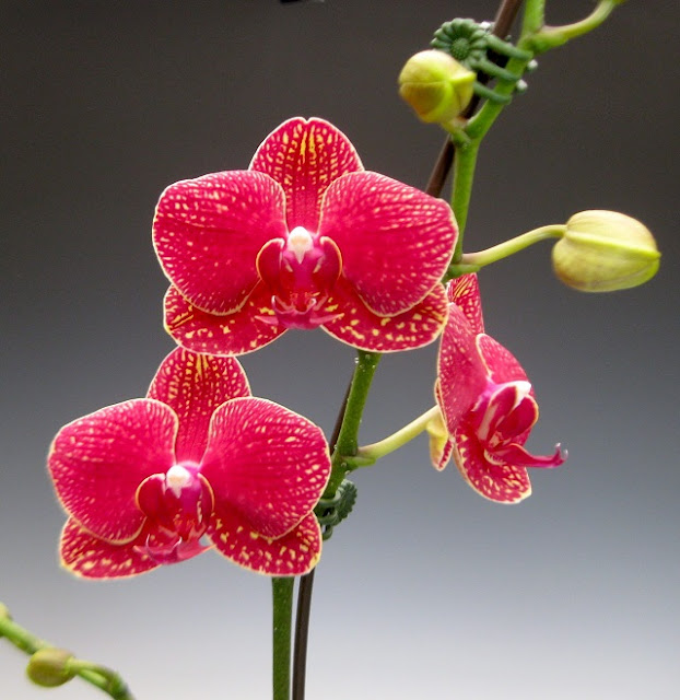 hoa lan hồ điệp đẹp 10