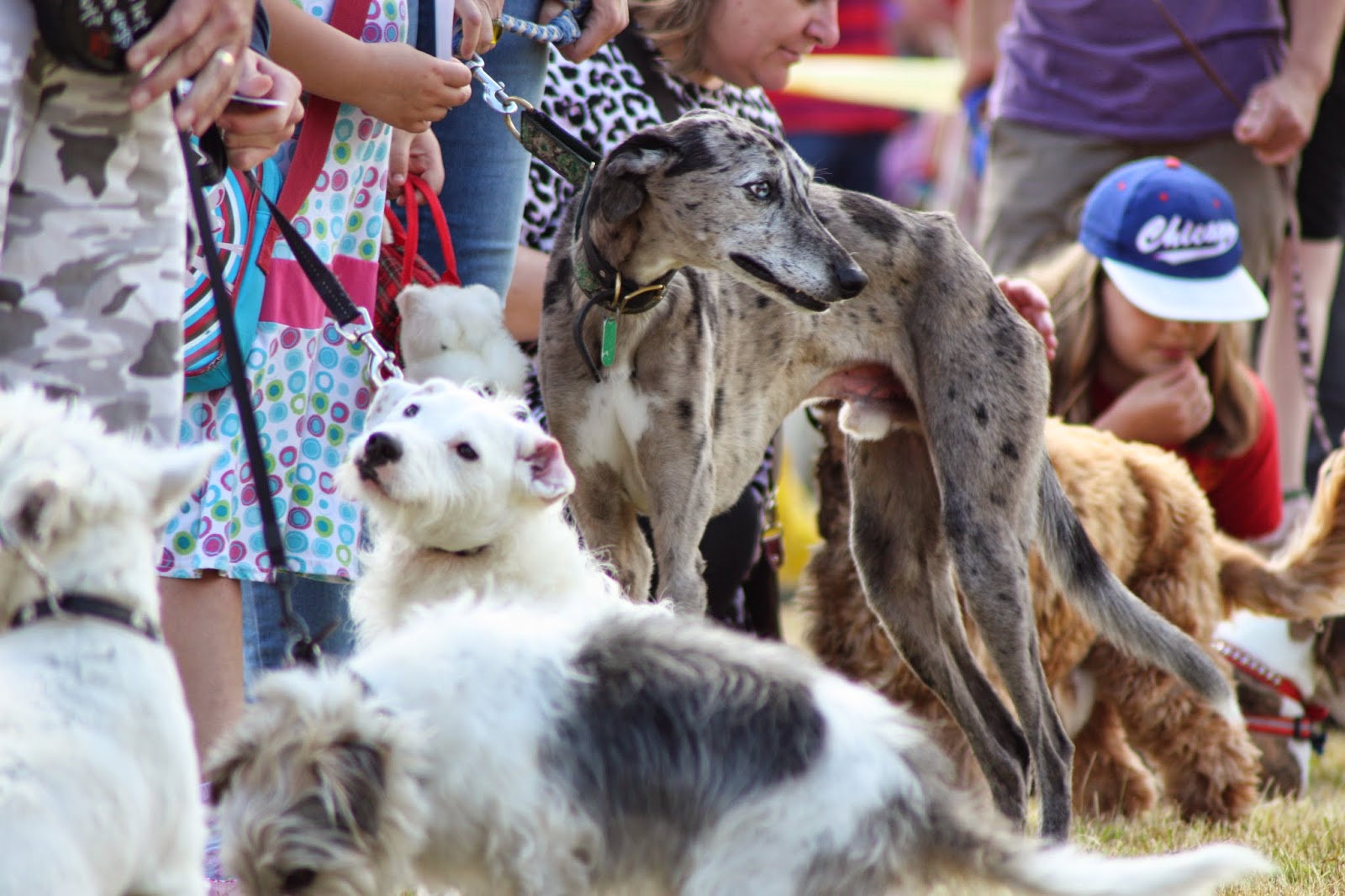 Dogs Trust Dogs Trust Shrewsbury Open Day